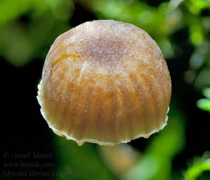 Mycena clavata