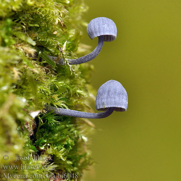 Mycena corticola meliigena Bark Mycena Helmovka korová Миценa корковая мелиевая Rinden-Helmling Grzybowka purpurowobrazowa Ruskokaarnahiippo Vinrod Barkhuesvamp Mycène corticole Lilabruine schorsmycena Barkhette Prilbička biela Barkhätta