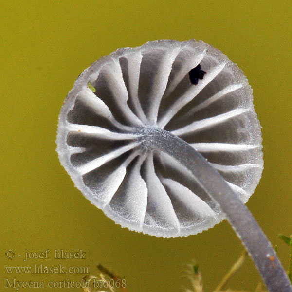 Mycena corticola bi6068