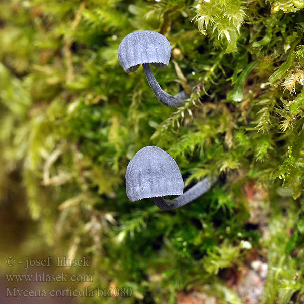 Mycène corticole Lilabruine schorsmycena Barkhette Prilbička biela Barkhätta Mycena corticola meliigena Bark Mycena Helmovka korová Миценa корковая мелиевая Rinden-Helmling Grzybowka purpurowobrazowa Ruskokaarnahiippo Vinrod Barkhuesvamp