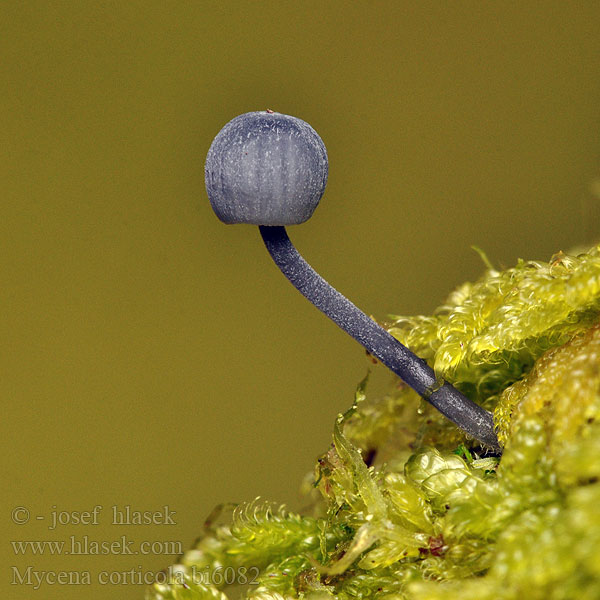 Prilbička biela Barkhätta Mycena corticola meliigena Bark Mycena Helmovka korová Миценa корковая мелиевая Rinden-Helmling Grzybowka purpurowobrazowa Ruskokaarnahiippo Vinrod Barkhuesvamp Mycène corticole Lilabruine schorsmycena Barkhette