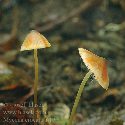 Mycena crocata Prachtmycena Helmovka šafránová Grzybówka szafranowa Mycène orangé safranée jaune Gelbmilchender Helmling Gelborangemilchender Saffranshätta Safranhette Saffrondrop Bonnet Prilbička šafránová Žoltosočna čeladica Gulmælket huesvamp Sárgatejű kígyógomba