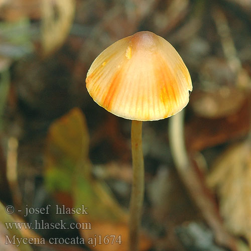 Mycena crocata Mycène orangé safranée jaune Gelbmilchender Helmling Gelborangemilchender Saffranshätta Safranhette Saffrondrop Bonnet Prilbička šafránová Žoltosočna čeladica Gulmælket huesvamp Sárgatejű kígyógomba Prachtmycena Helmovka šafránová Grzybówka szafranowa