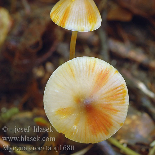 Mycena crocata Saffrondrop Bonnet Prilbička šafránová Žoltosočna čeladica Gulmælket huesvamp Sárgatejű kígyógomba Prachtmycena Helmovka šafránová Grzybówka szafranowa Mycène orangé safranée jaune Gelbmilchender Helmling Gelborangemilchender Saffranshätta Safranhette