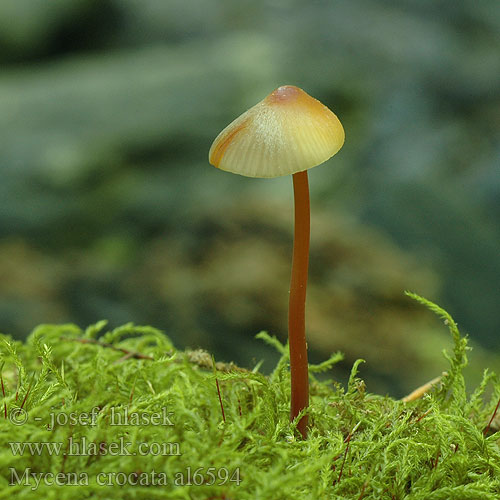 Žoltosočna čeladica Gulmælket huesvamp Sárgatejű kígyógomba Prachtmycena Helmovka šafránová Grzybówka szafranowa Mycène orangé safranée jaune Gelbmilchender Helmling Gelborangemilchender Saffranshätta Safranhette Mycena crocata Saffrondrop Bonnet Prilbička šafránová