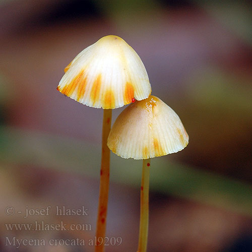 Мицена шафранная アカチシオタケ Prachtmycena Helmovka šafránová Grzybówka szafranowa Mycène orangé safranée jaune Gelbmilchender Helmling Gelborangemilchender Saffranshätta Safranhette Mycena crocata Saffrondrop Bonnet Prilbička šafránová Žoltosočna čeladica Gulmælket huesvamp Sárgatejű kígyógomba