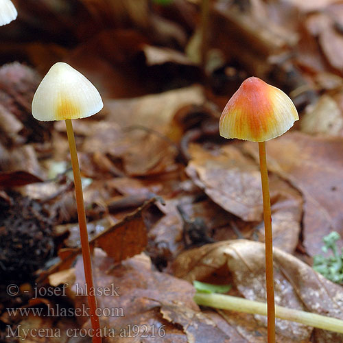 Helmovka šafránová Grzybówka szafranowa Mycène orangé safranée jaune Gelbmilchender Helmling Gelborangemilchender Saffranshätta Safranhette Mycena crocata Saffrondrop Bonnet Prilbička šafránová Žoltosočna čeladica Gulmælket huesvamp Sárgatejű kígyógomba Мицена шафранная アカチシオタケ Prachtmycena