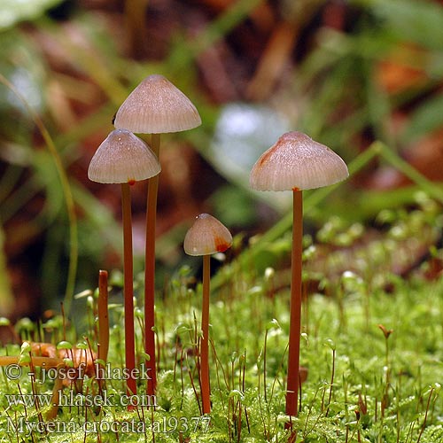 Mycène orangé safranée jaune Gelbmilchender Helmling Gelborangemilchender Saffranshätta Safranhette Mycena crocata Saffrondrop Bonnet Prilbička šafránová Žoltosočna čeladica Gulmælket huesvamp Sárgatejű kígyógomba Мицена шафранная アカチシオタケ Prachtmycena Helmovka šafránová Grzybówka szafranowa