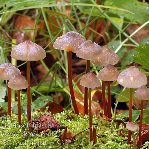 Gelbmilchender Helmling Gelborangemilchender Saffranshätta Safranhette Mycena crocata Saffrondrop Bonnet Prilbička šafránová Žoltosočna čeladica Gulmælket huesvamp Sárgatejű kígyógomba Мицена шафранная アカチシオタケ Prachtmycena Helmovka šafránová Grzybówka szafranowa Mycène orangé safranée jaune