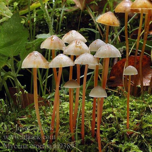 Saffranshätta Safranhette Mycena crocata Saffrondrop Bonnet Prilbička šafránová Žoltosočna čeladica Gulmælket huesvamp Sárgatejű kígyógomba Мицена шафранная アカチシオタケ Prachtmycena Helmovka šafránová Grzybówka szafranowa Mycène orangé safranée jaune Gelbmilchender Helmling Gelborangemilchender