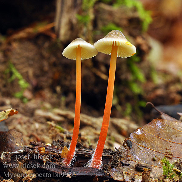 Mycena crocata bh9932