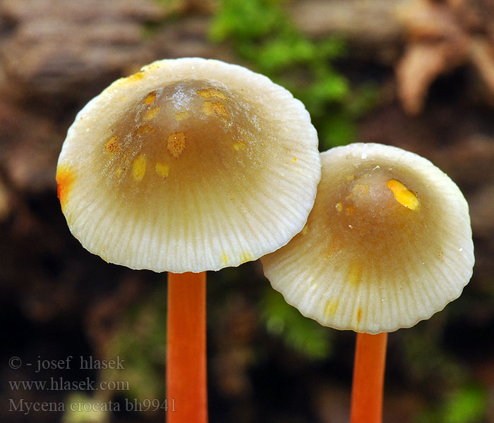 Mycena crocata bh9941