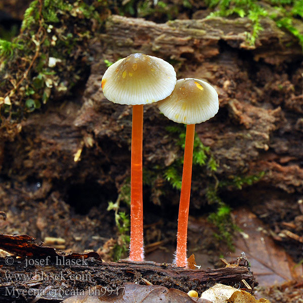 Mycena crocata bh9947