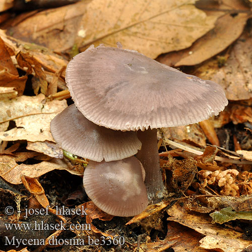 Mycena diosma Donker elfenschermpje Helmovka dvojvonná