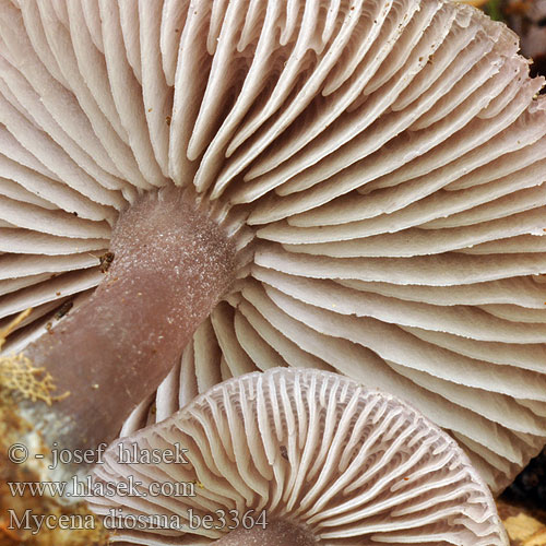 Mycena diosma be3364