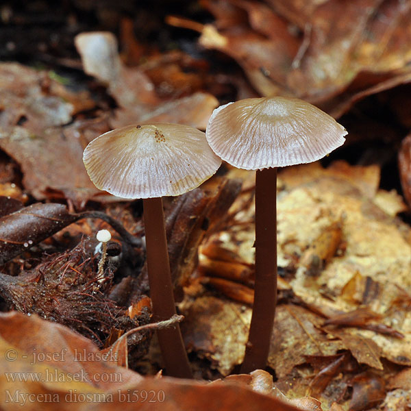 Mycena diosma bi5920