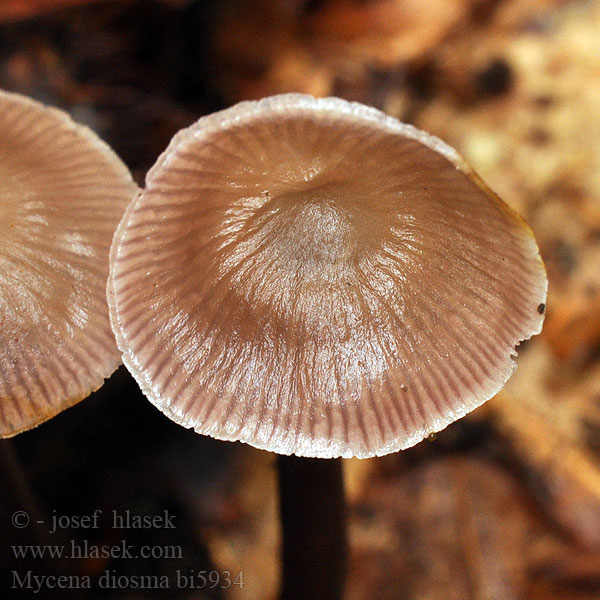 Mycena diosma bi5934