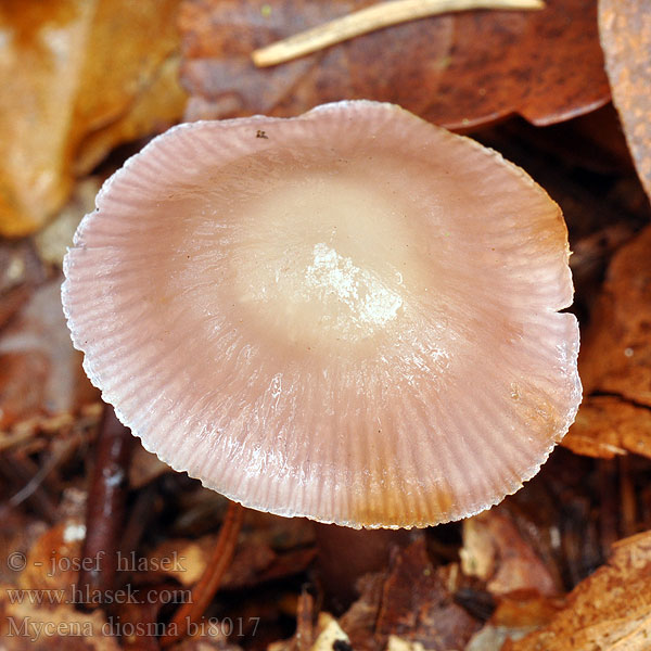 Mycena diosma bi8017