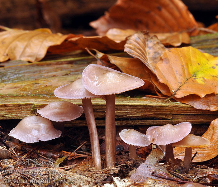 Duftender Rettichhelmling Dofthätta Mycena diosma