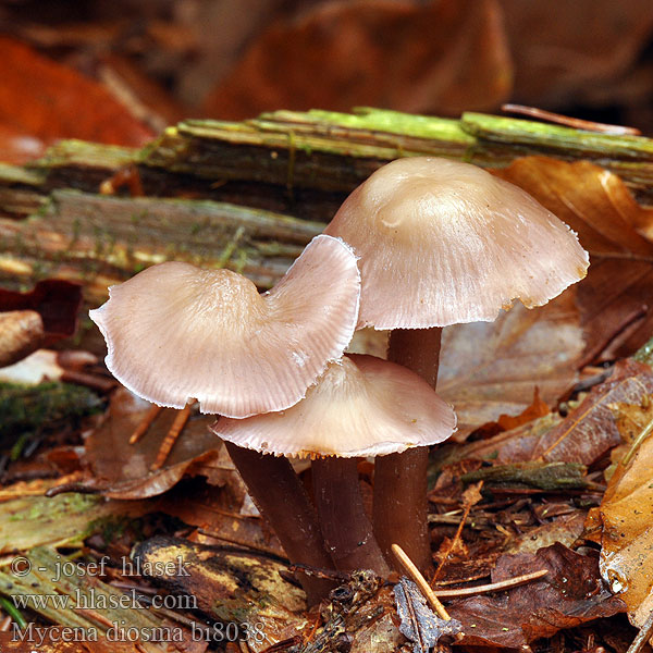 Mycena diosma bi8038