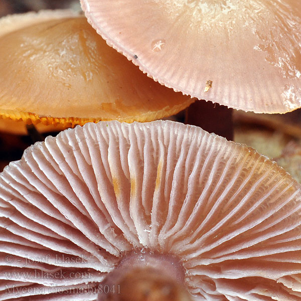 Mycena diosma Tobaks-huesvamp Mycène deux odeurs