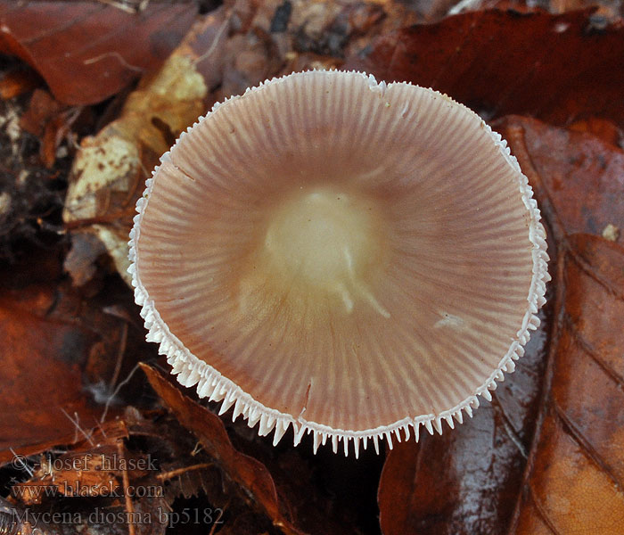 Mycena_diosma_bp5182