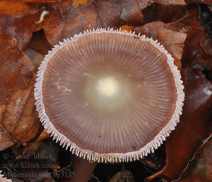 Mycena_diosma_bp5185