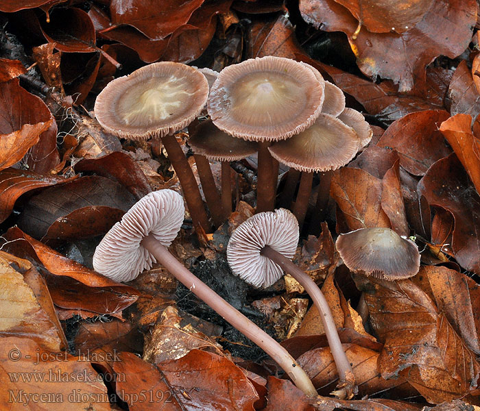 Mycena_diosma_bp5192