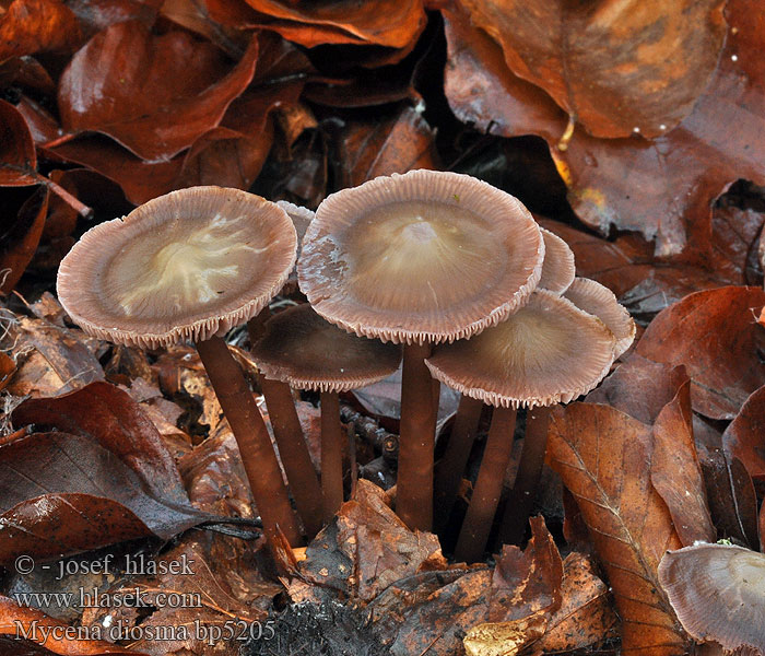 Mycena_diosma_bp5205