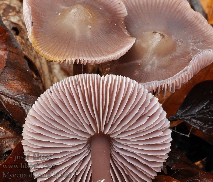 Mycena diosma Duftender Rettichhelmling Mycène deux odeurs