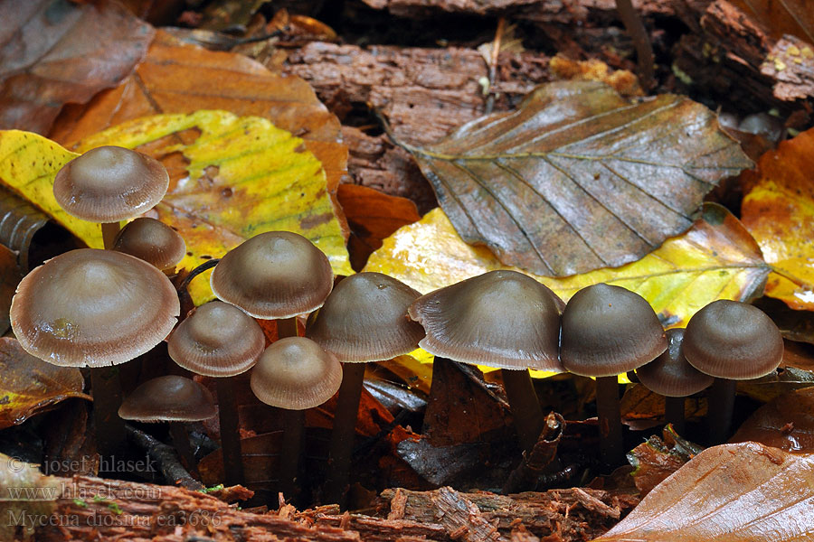 Donker elfenschermpje Mycena diosma