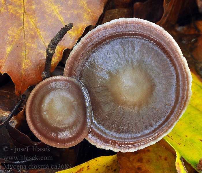 Helmovka dvojvonná Mycena diosma