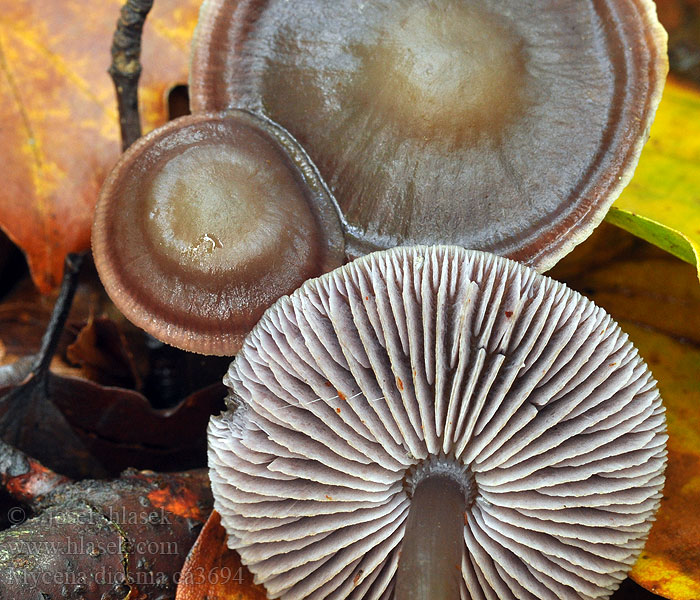 Mycena diosma