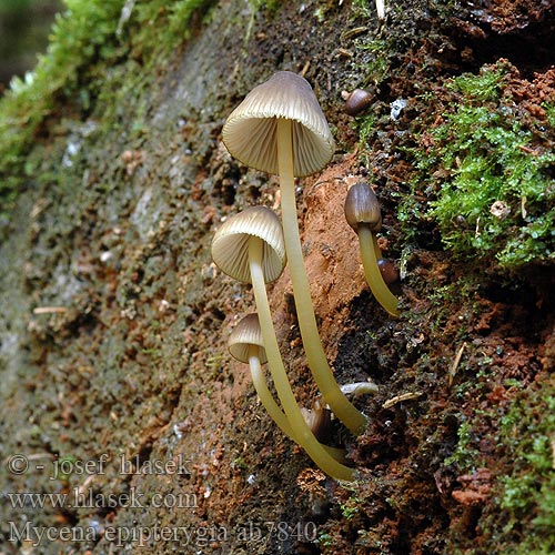 Mycena epipterygia Helmovka slizká Grzybówka skrzydlasta Dehnbarer Helmling Überhäuteter Prilbička slizká želatínová Yellowleg Bonnet Mycèneà pied jaune Fougères Graskleefsteelmycena Keltajalkahiippo Presvučena šljemov Prevlečena čeladica Tamprioji šalmabudė Gulstokket huesvamp ナメアシタケ Enyves kígyógomba Flåhette Мицена слизистая