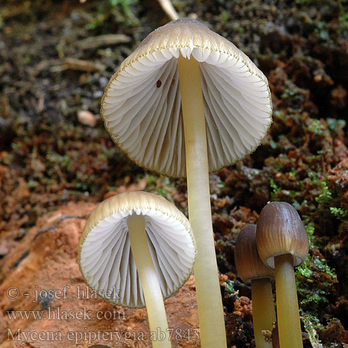 Dehnbarer Helmling Überhäuteter Prilbička slizká želatínová Yellowleg Bonnet Mycèneà pied jaune Fougères Graskleefsteelmycena Keltajalkahiippo Presvučena šljemov Prevlečena čeladica Tamprioji šalmabudė Gulstokket huesvamp ナメアシタケ Enyves kígyógomba Flåhette Мицена слизистая Mycena epipterygia Helmovka slizká Grzybówka skrzydlasta