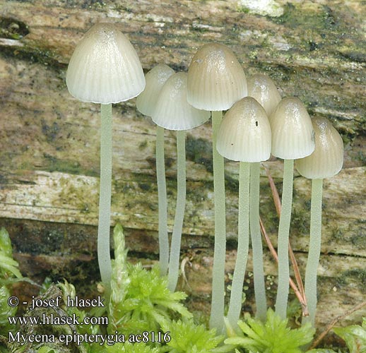 Mycena epipterygia Helmovka slizká Grzybówka skrzydlasta Dehnbarer Helmling Überhäuteter Prilbička slizká želatínová Yellowleg Bonnet Mycèneà pied jaune Fougères Graskleefsteelmycena Keltajalkahiippo Presvučena šljemov Prevlečena čeladica Tamprioji šalmabudė Gulstokket huesvamp ナメアシタケ Enyves kígyógomba Flåhette Мицена слизистая