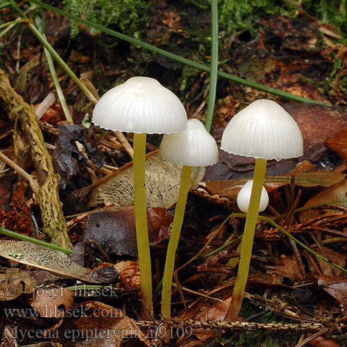 Yellowleg Bonnet Mycèneà pied jaune Fougères Graskleefsteelmycena Keltajalkahiippo Presvučena šljemov Prevlečena čeladica Tamprioji šalmabudė Gulstokket huesvamp ナメアシタケ Enyves kígyógomba Flåhette Мицена слизистая Mycena epipterygia Helmovka slizká Grzybówka skrzydlasta Dehnbarer Helmling Überhäuteter Prilbička slizká želatínová