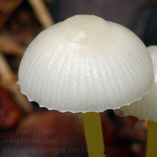 Mycena epipterygia al9116