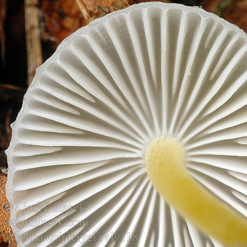 Tamprioji šalmabudė Gulstokket huesvamp ナメアシタケ Enyves kígyógomba Flåhette Мицена слизистая Mycena epipterygia Helmovka slizká Grzybówka skrzydlasta Dehnbarer Helmling Überhäuteter Prilbička slizká želatínová Yellowleg Bonnet Mycèneà pied jaune Fougères Graskleefsteelmycena Keltajalkahiippo Presvučena šljemov Prevlečena čeladica