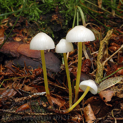 Enyves kígyógomba Flåhette Мицена слизистая Mycena epipterygia Helmovka slizká Grzybówka skrzydlasta Dehnbarer Helmling Überhäuteter Prilbička slizká želatínová Yellowleg Bonnet Mycèneà pied jaune Fougères Graskleefsteelmycena Keltajalkahiippo Presvučena šljemov Prevlečena čeladica Tamprioji šalmabudė Gulstokket huesvamp ナメアシタケ