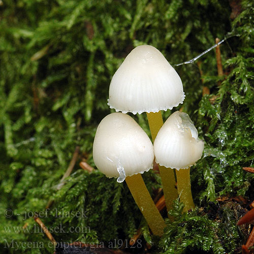 Helmovka slizká Grzybówka skrzydlasta Dehnbarer Helmling Überhäuteter Prilbička slizká želatínová Yellowleg Bonnet Mycèneà pied jaune Fougères Graskleefsteelmycena Keltajalkahiippo Presvučena šljemov Prevlečena čeladica Tamprioji šalmabudė Gulstokket huesvamp ナメアシタケ Enyves kígyógomba Flåhette Мицена слизистая Mycena epipterygia