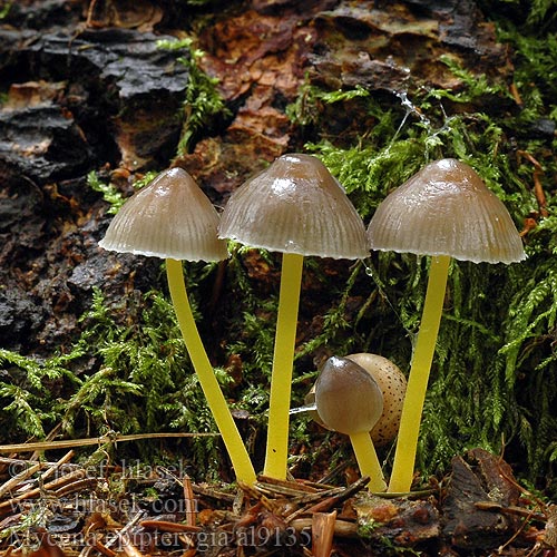 Dehnbarer Helmling Überhäuteter Prilbička slizká želatínová Yellowleg Bonnet Mycèneà pied jaune Fougères Graskleefsteelmycena Keltajalkahiippo Presvučena šljemov Prevlečena čeladica Tamprioji šalmabudė Gulstokket huesvamp ナメアシタケ Enyves kígyógomba Flåhette Мицена слизистая Mycena epipterygia Helmovka slizká Grzybówka skrzydlasta