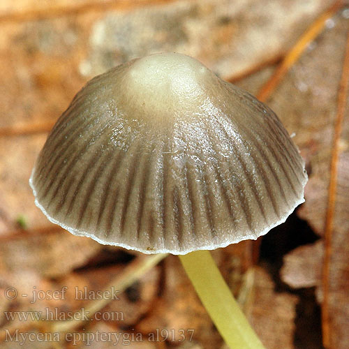 Prilbička slizká želatínová Yellowleg Bonnet Mycèneà pied jaune Fougères Graskleefsteelmycena Keltajalkahiippo Presvučena šljemov Prevlečena čeladica Tamprioji šalmabudė Gulstokket huesvamp ナメアシタケ Enyves kígyógomba Flåhette Мицена слизистая Mycena epipterygia Helmovka slizká Grzybówka skrzydlasta Dehnbarer Helmling Überhäuteter