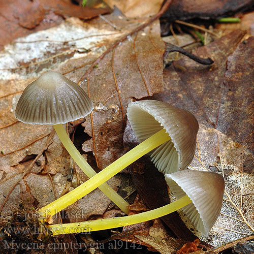 Mycena epipterygia al9142