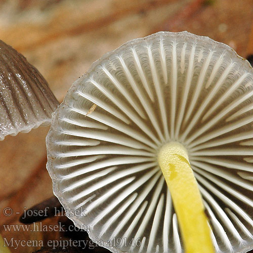 Mycena epipterygia al9146