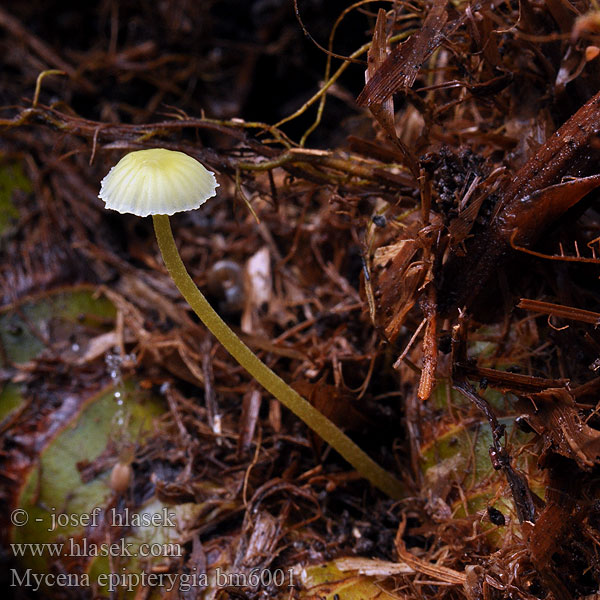 Mycena epipterygia bm6001