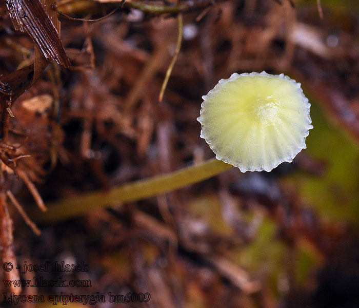 Mycena epipterygia bm6009