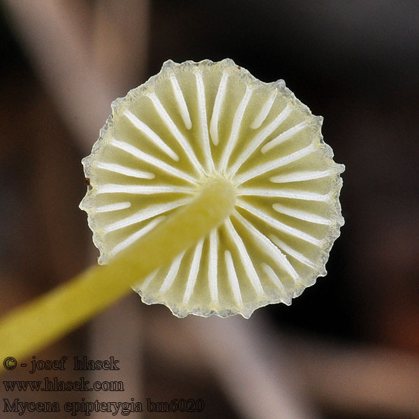 Mycena epipterygia bm6020