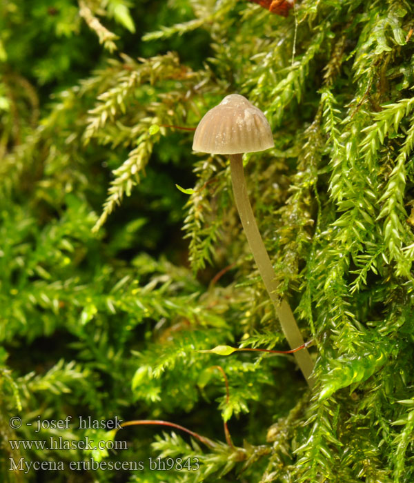 Mycena erubescens bh9843