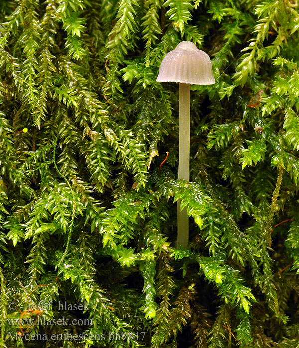 Mycena erubescens bh9847